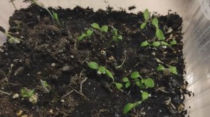 РЕЗУЛЬТАТЫ ПОСЕВА ОЧЕНЬ КРАСИВЫХ СЕМЯН ЦВЕТОВ. Можно ли покупать семена у частных продавцов? #цветы