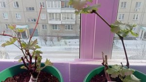 Виноград Красноярска. Сергей Будрис. Лекция о выращивании винограда 07.02.2026г. в 10.00 . Мира 85.