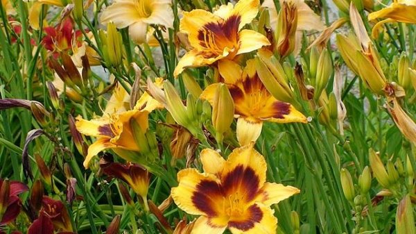 Как молоды мы были: Ялта. Ботанический сад.