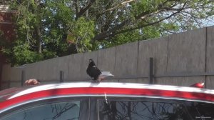 Голубиный рынок Рязань июнь 2023года