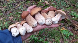 БЕЛЫЕ ГРИБЫ В КАЖДОМ ЛЕСУ ! СЧАСТЬЕ !