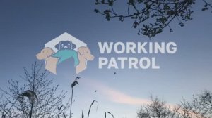 Весенний селезень. Охота с манком и чучелами