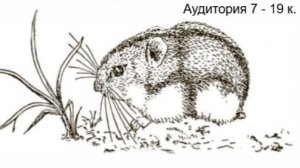 Аудитория 7 - Нейросетевые технологии в биологических исследованиях...