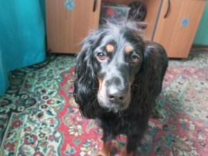 Несъедобное съедобно?