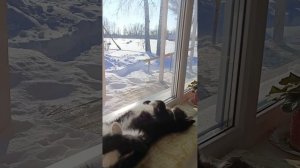 Притча о хитром коте