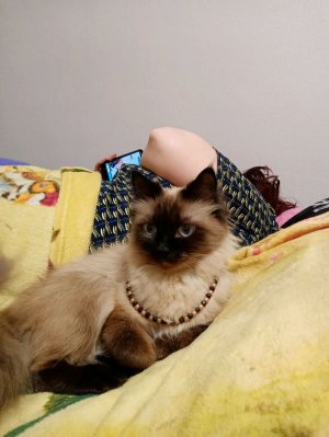 девочка бандитка