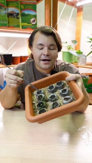 Как работать с таблетками для рассады?