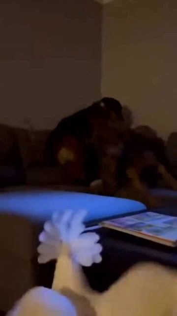 Потомок динозавра !!! #птичка #птицы #попугай #динозавр #ужас #кошмар #страшно #страх #шок #собачки смотреть онлайн