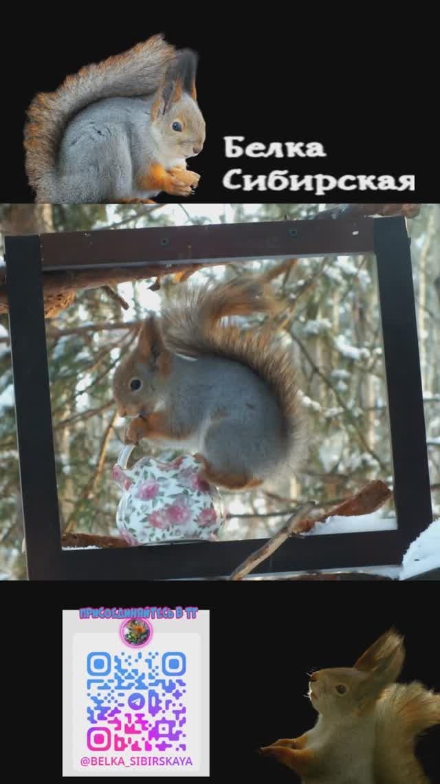 Белка грызет семечки на кормушке картине