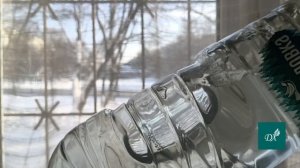 ЗАЩИТА БЕГОНИЙ ОТ ВРЕДИТЕЛЯ #бегония #паутинныйклещ #выращиваниебегонии #обработкабегонии