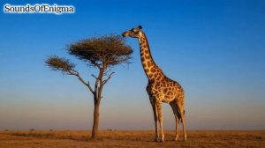 Soudns of Enigma Savanna.mp4