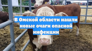 В Омской области нашли новые очаги опасной инфекции