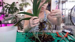 Пересадка Взрослой Орхидеи , с момента покупки прошло более трех лет , вынимать пора из покупной