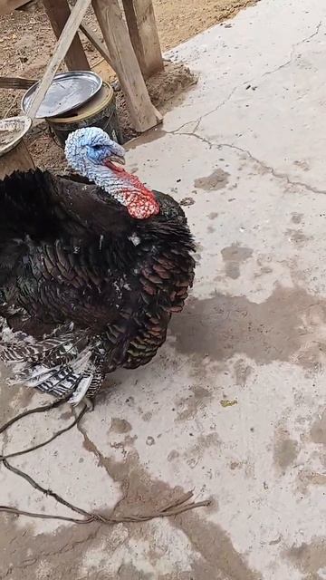 индушка 25 кло смотреть онлайн