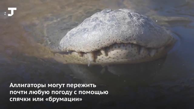 В Северной Каролине аллигаторы вмёрзли в лёд