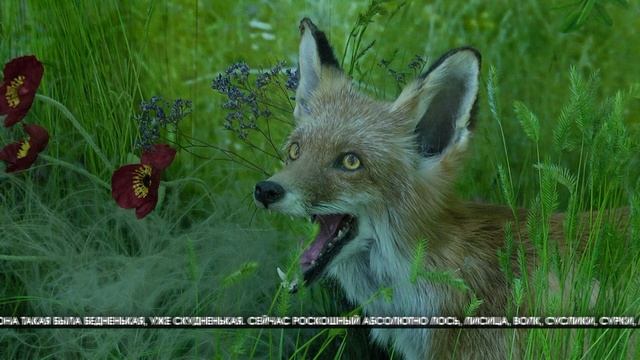 В Волгоградском краеведческом музее открыли обновленный зал природы смотреть онлайн