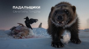 Санитары Севера: кто убирает падаль и остатки добычи
