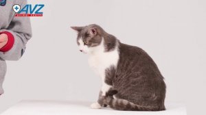 Барс ошейник инсектоакарицидный для кошек