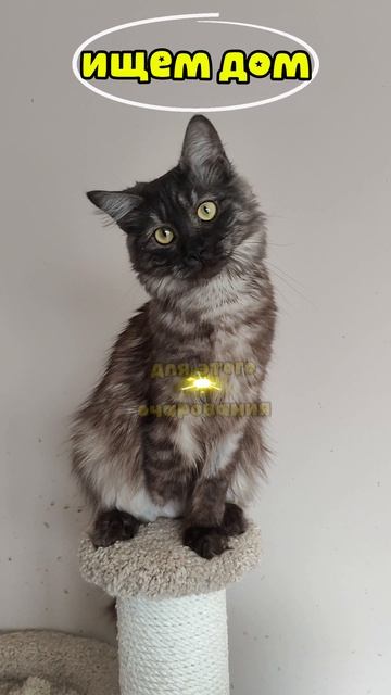 Покалечили и вынесли приговор, УСЫПИТЬ