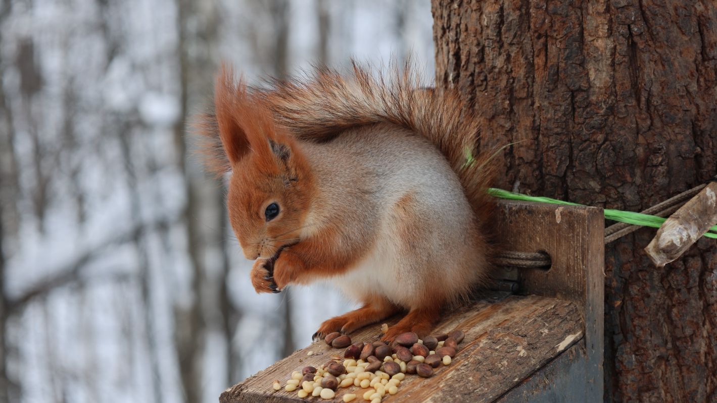 Две белки. Зарисовка смотреть онлайн