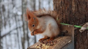 Две белки. Зарисовка