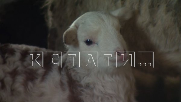 На поддержку аграриев в Нижегородской области в 2026 году будут направлены 365 миллионов рублей