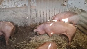 Новые корыта для свиней, идет потепление, корма будем экономить.