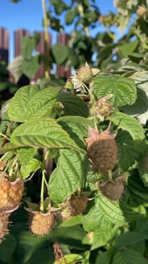 11 сентября 2022 года.