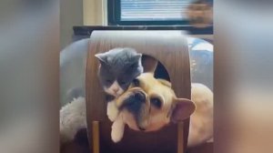 Весёлые хвостатые🐈⬛ - смешное видео о котах😸 и собаках🐶 для хорошего настроения!🤣