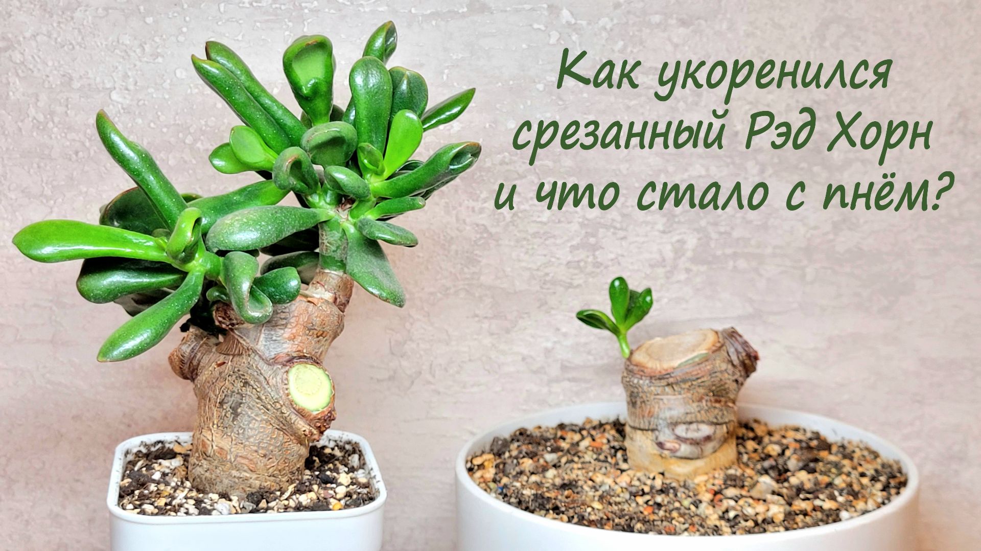 Как укоренился срезанный Рэд Хорн и что стало с пнём?