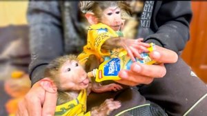 И снова Степашка БОРЕТСЯ за ПЮРЕШКУ даже с Ангелиной)))