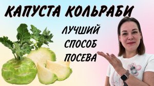 КОЛЬРАБИ - ВЫРАЩИВАЕМ ИЗ СЕМЯН