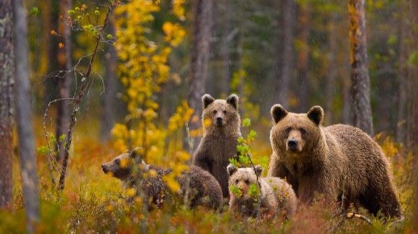 История про лес, тайгу