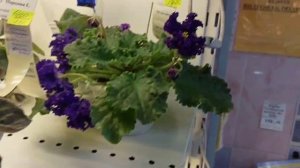 05.02.2026.Москва.Выставка фиалок в Доме фиалок.