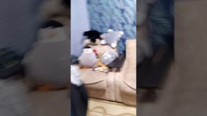 Четыре ночи с Матроскиным мой новый короткометражный хоррор фильм!!!!!🐱🐱🐱🐱🐱🍼🍼🍼🍼