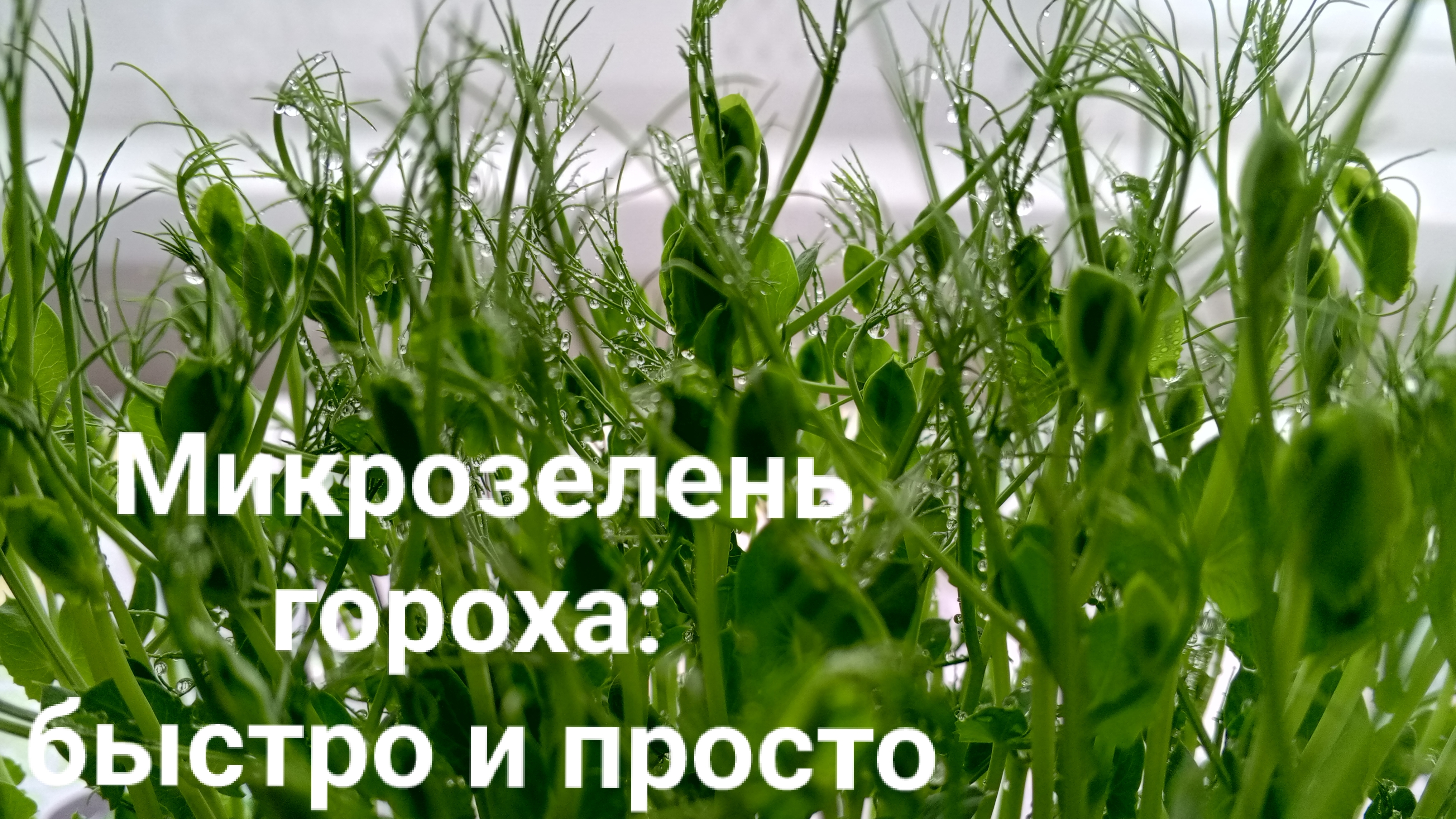 Выращиваем микрозелень гороха за 10 дней смотреть онлайн