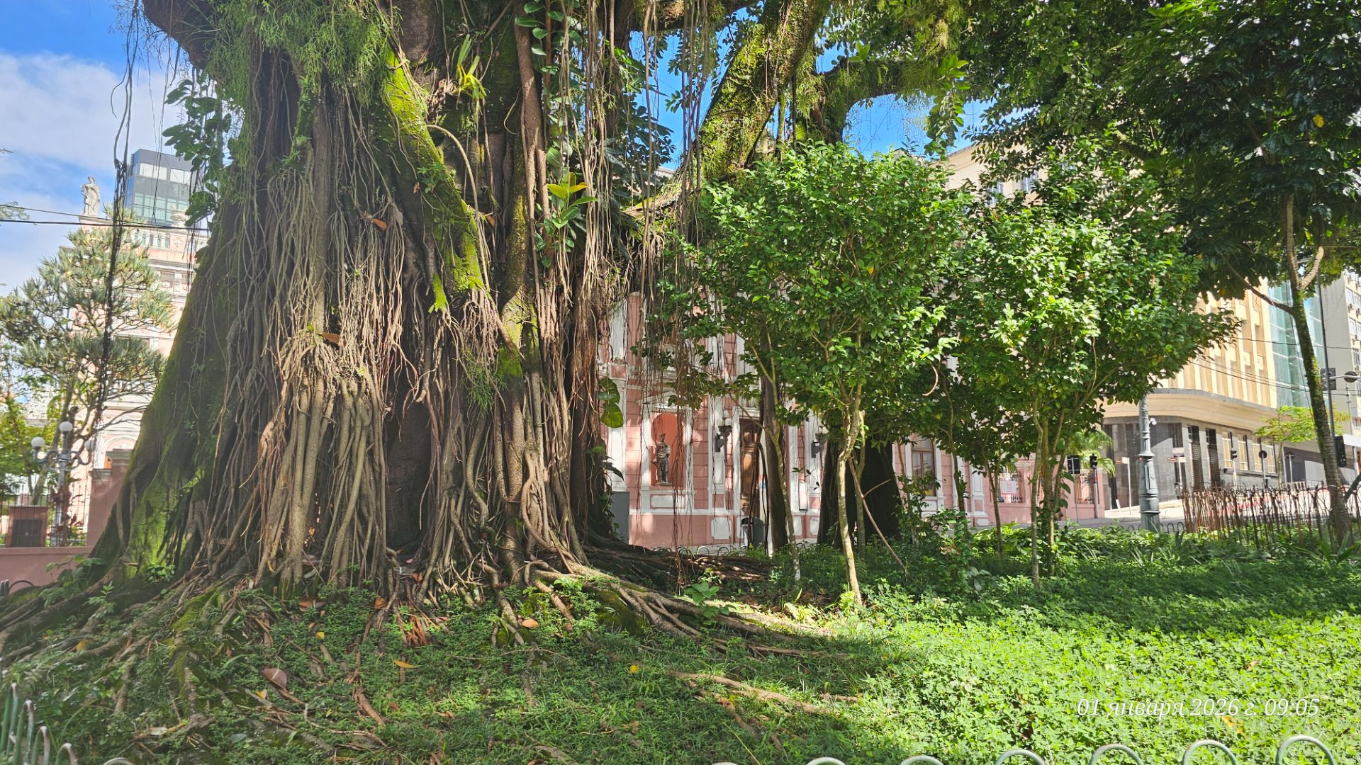 БРАЗИЛИЯ  в мире животных