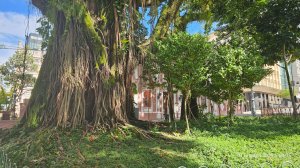 БРАЗИЛИЯ  в мире животных