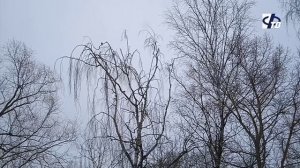 Покормите птиц зимой