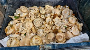 Ах какие грибы! Грузди,белые грибы, валуи (колокольчики)