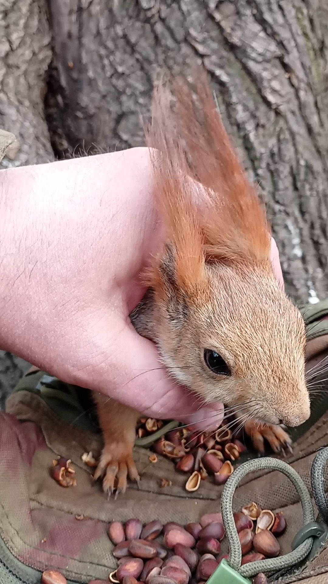 Очень ласковая белка. Апрель 2023 смотреть онлайн