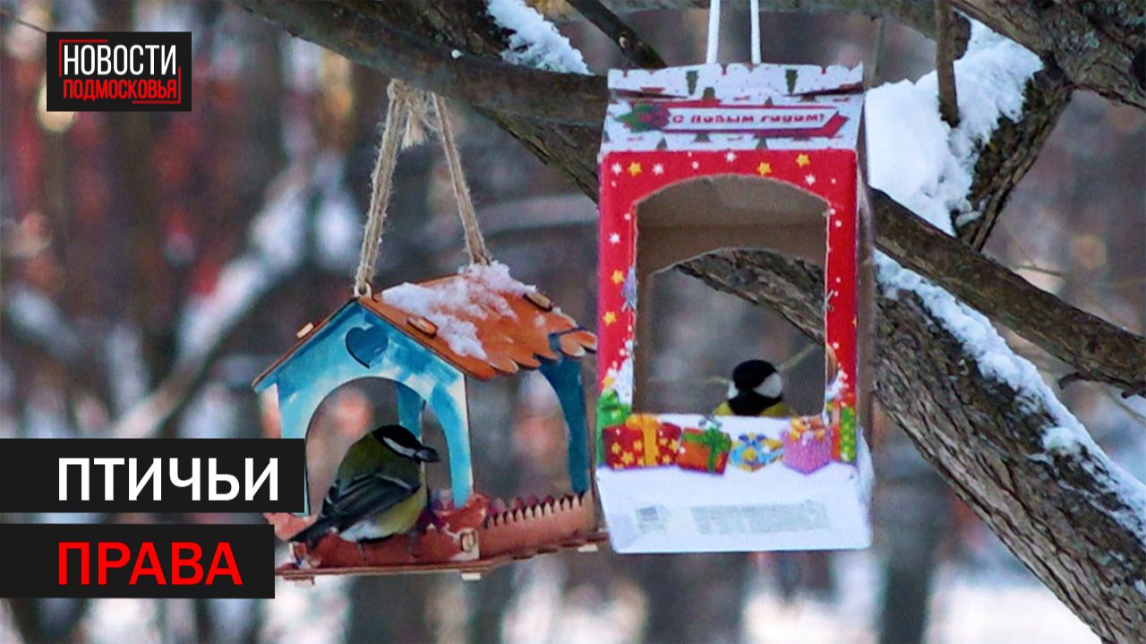 Рассказываем, как помочь пернатым пережить морозы смотреть онлайн