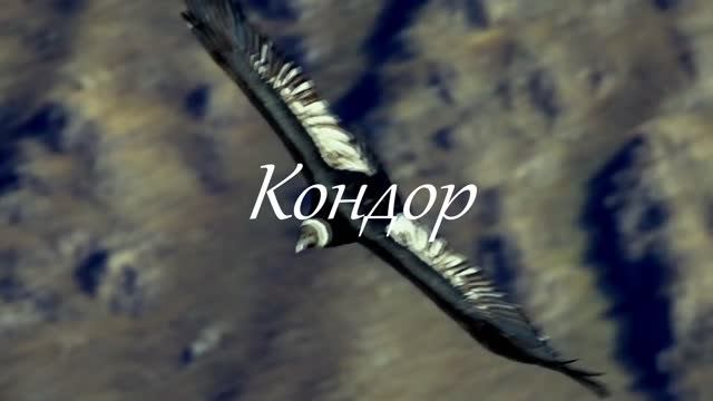 Кондор смотреть онлайн