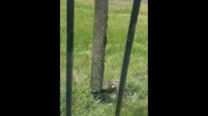 Корчеватель "Крокодил"