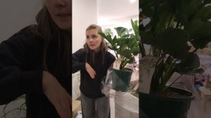 Новые растения 05.02.26 - Филодендрон Селло, Фикусы Лирата, Стрелиция, пальмочки