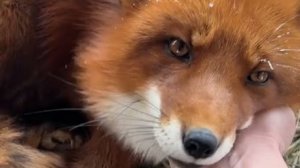 Лиса-Алиса. Сонный лис и другие жители