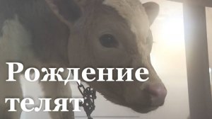 На сельхоз предприятии в Новопсковском районе родились 18 телят