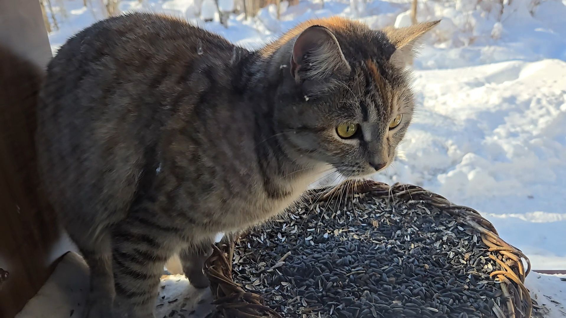 Довольные собаки, серая плутовка и ледяная водичка смотреть онлайн