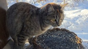 Довольные собаки, серая плутовка и ледяная водичка