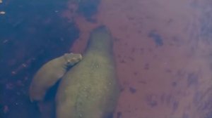 Мать против хищника 😏✊